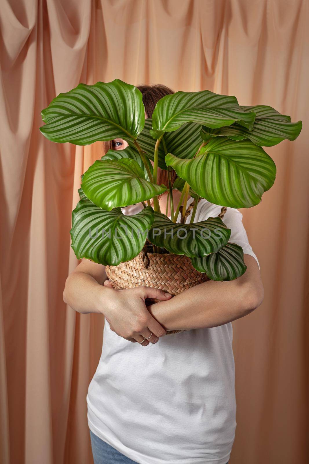 Woman looks through the leaves of the Calathea orbifolia tropical plant on a fabric curtains background.
