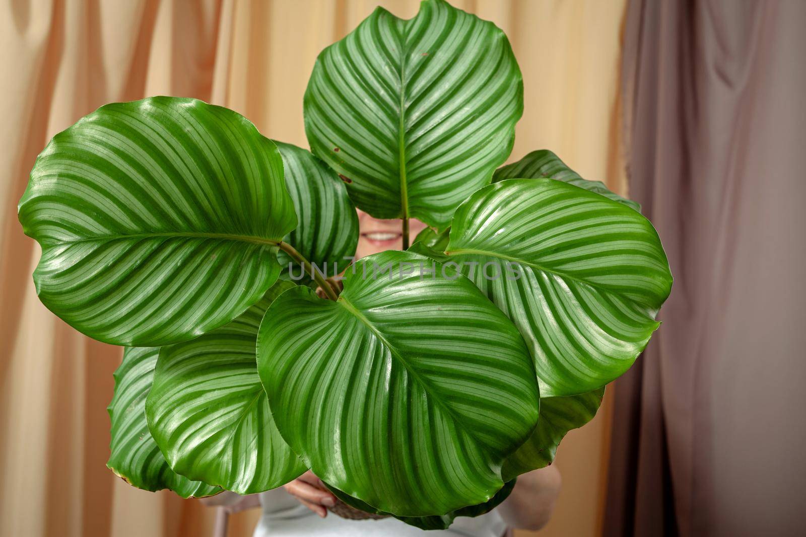 Woman smiles through the leaves of the Calathea orbifolia tropical plant on a fabric curtains background.