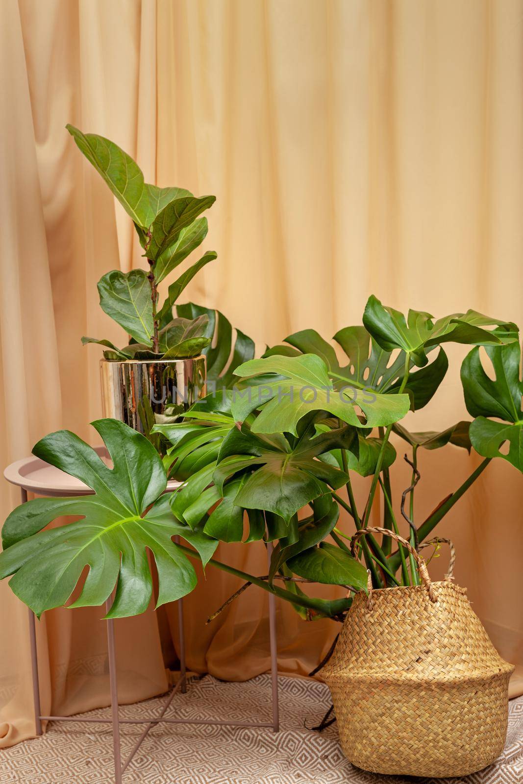 Beautiful Ficus lyrata and Monstera Deliciosa stands on a wooden table on a brown curtains background.