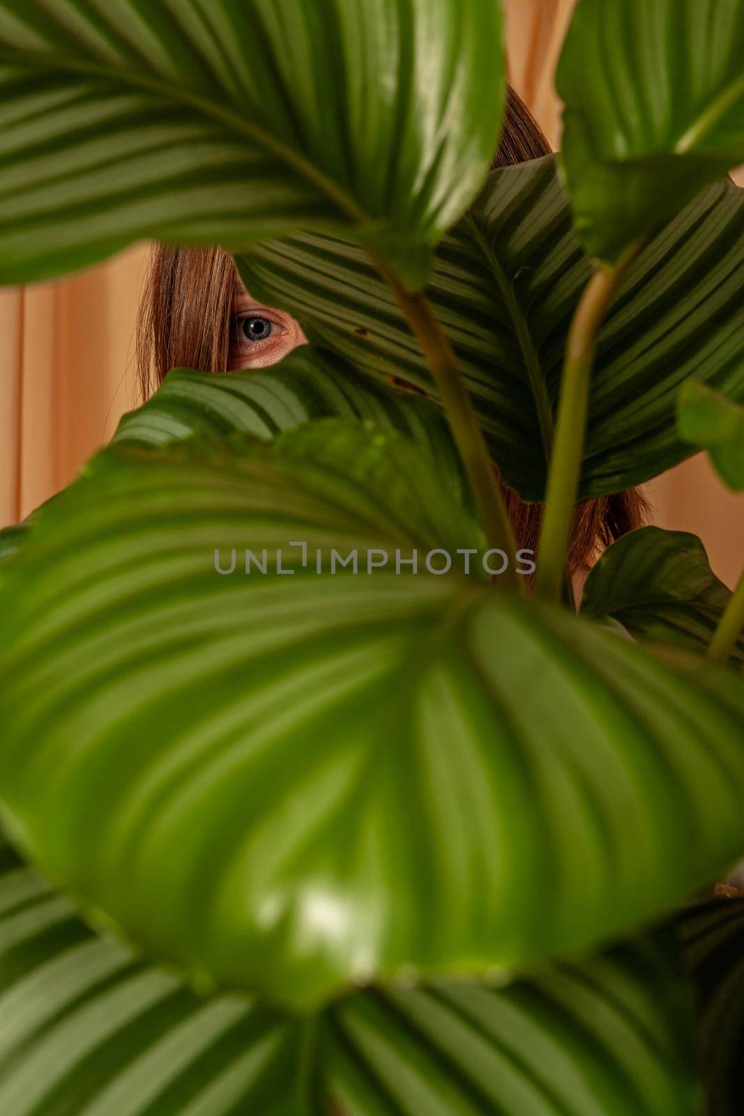 Woman looks through the leaves of the Calathea orbifolia tropical plant on a fabric curtains background.