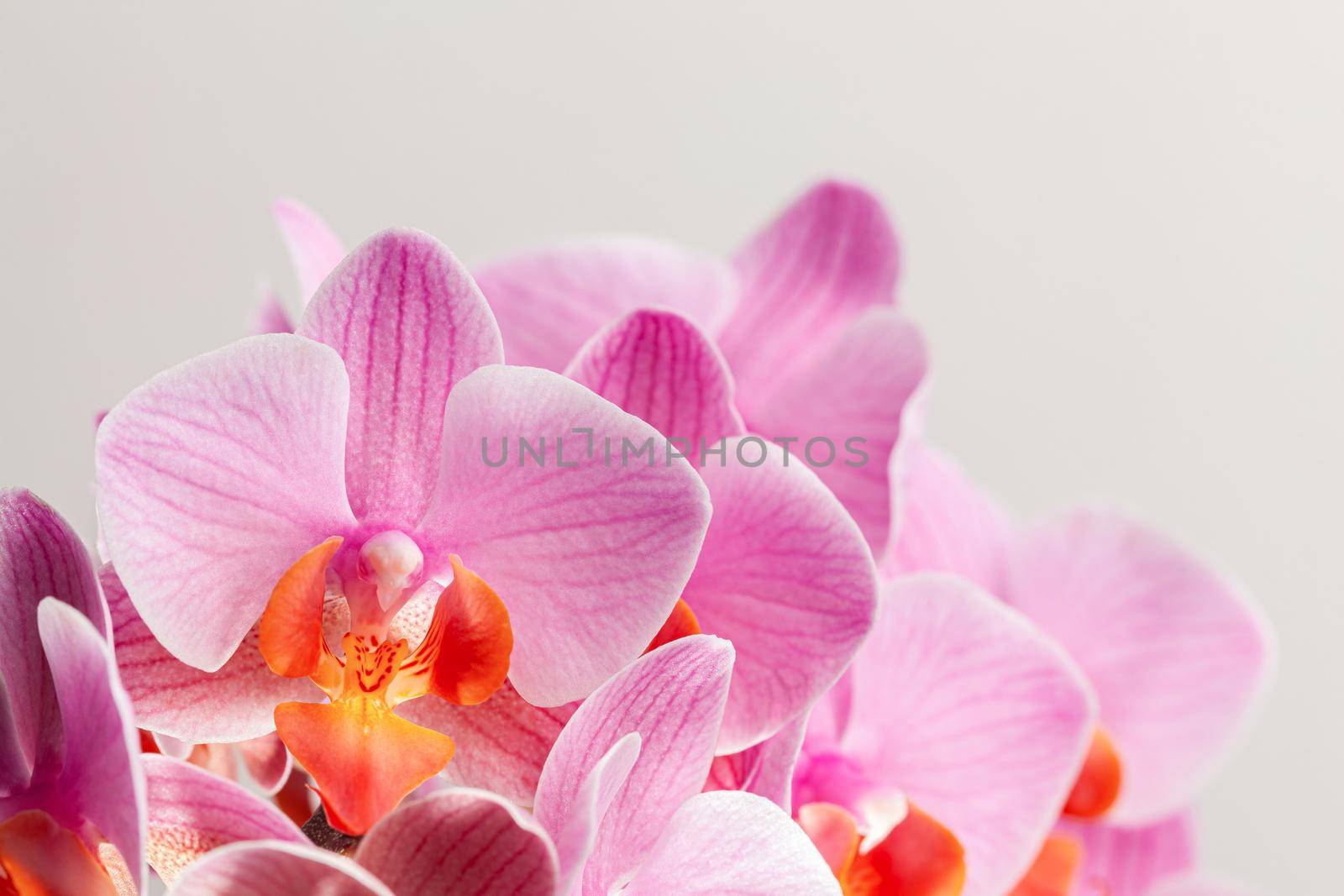 Beautiful purple Phalaenopsis orchid flowers, on white background. by igor_stramyk