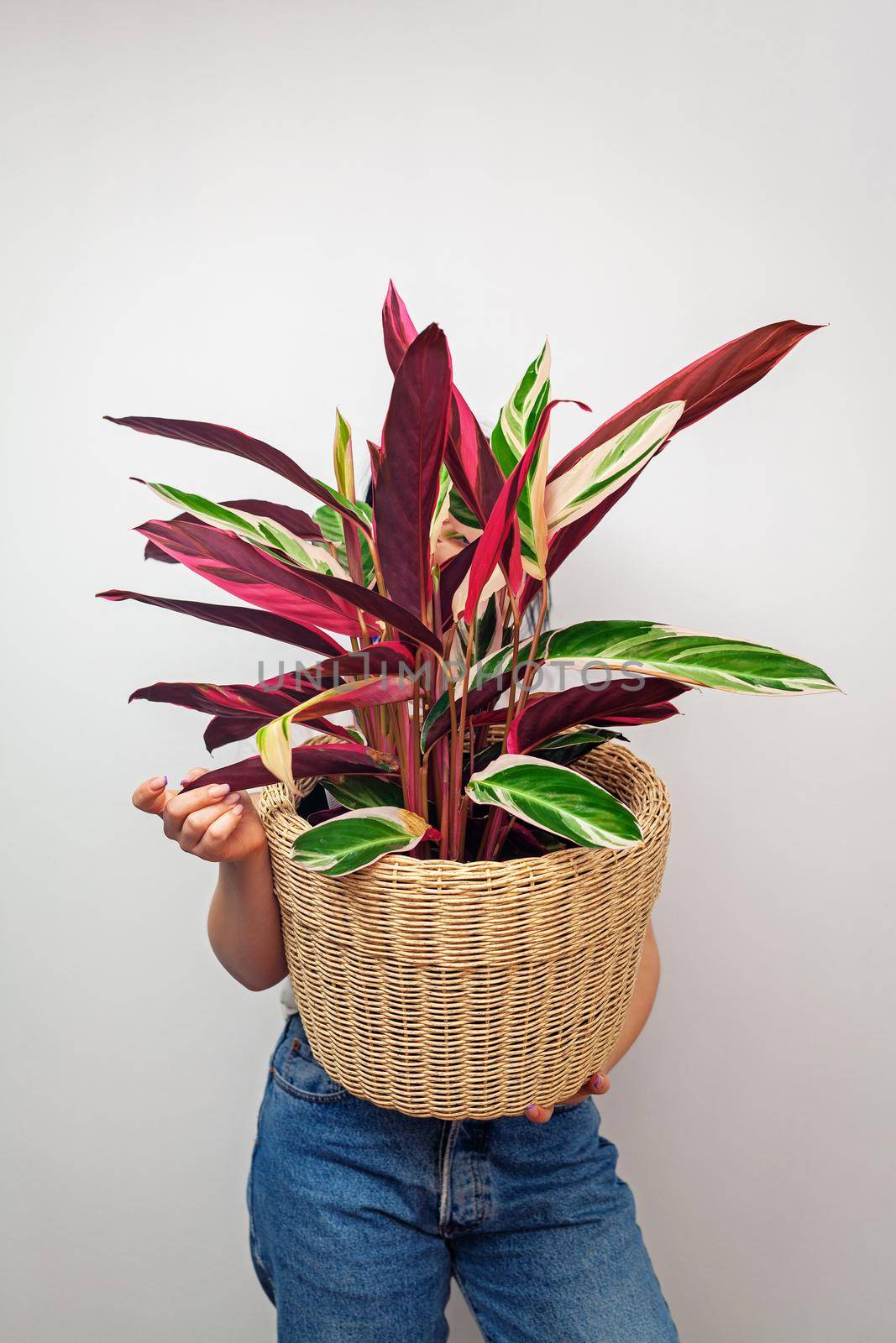 Girl holding Stromanthe tricolor pot plant against white wall background. by igor_stramyk