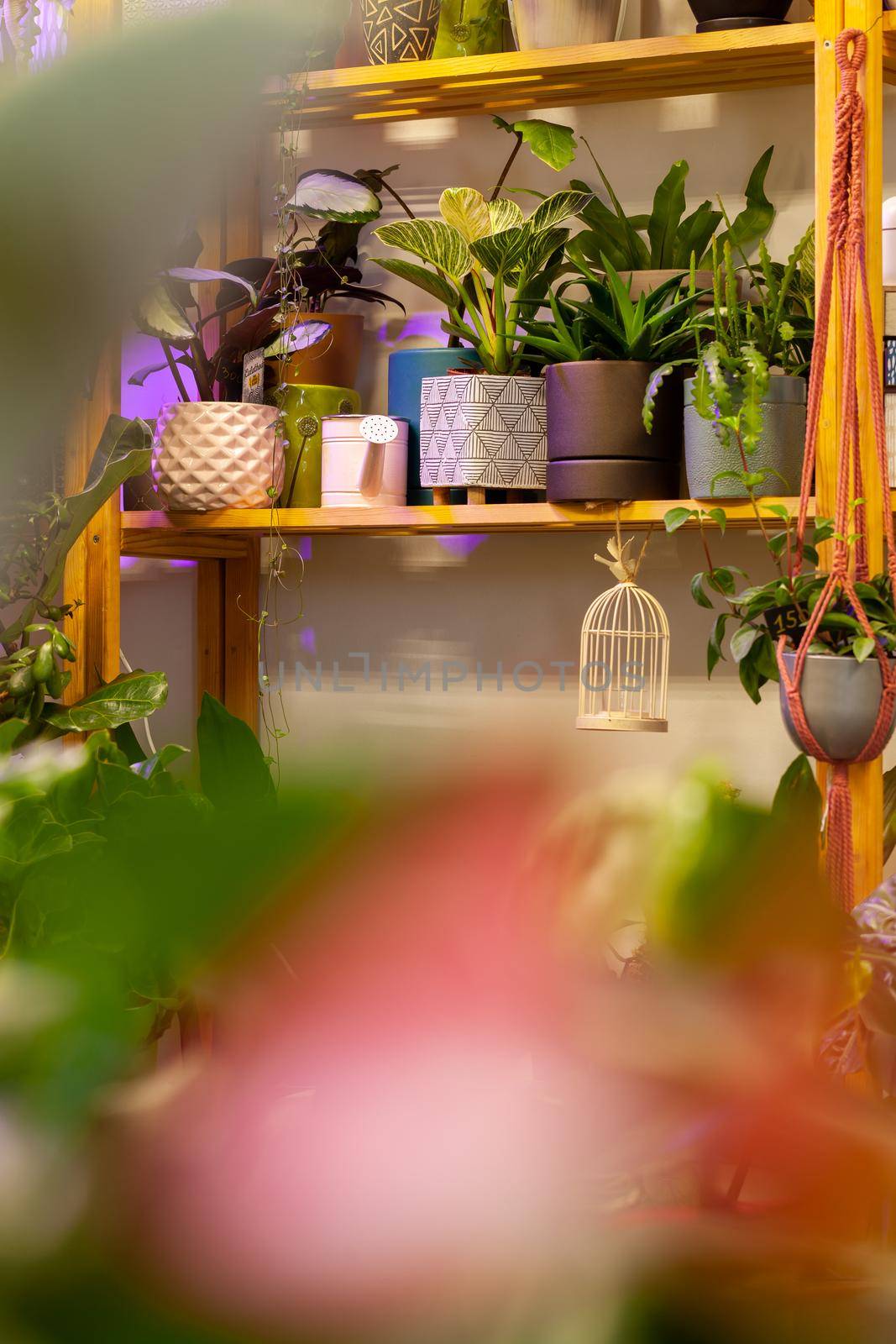 An Image of a Flower Shop with exotic potted plants. by igor_stramyk