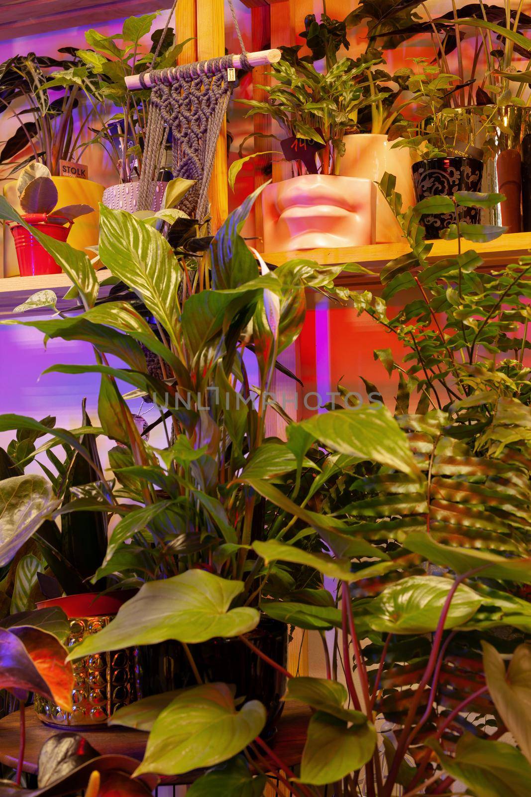 A variety of exotic potted plants in a plant store.