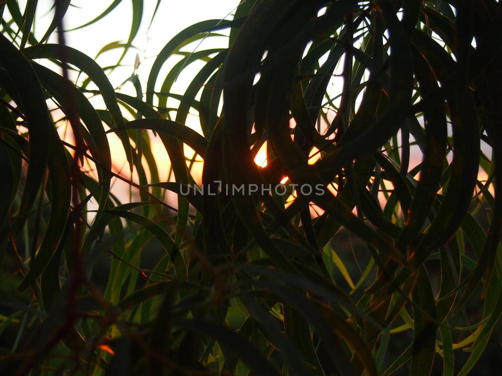 Curved Koa Leafs and Sunset in the distance on Oahu, Hawaii.