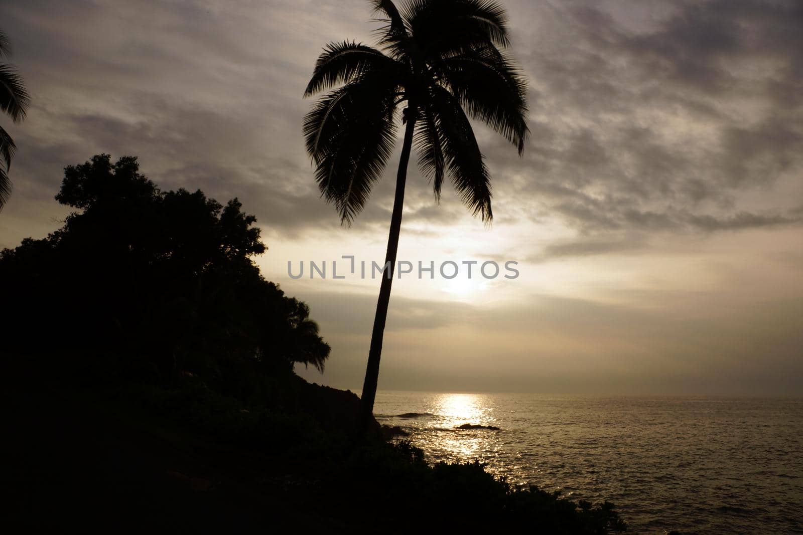 Sunrise over the ocean with waves crashing along rocky shore on a voggy Big Island Hawaii day with coconut trees palm silhouette hanging over the water.                               