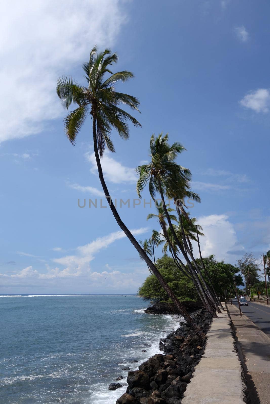 Coconut trees line sidewalk and car driving down road along rocky shore by EricGBVD