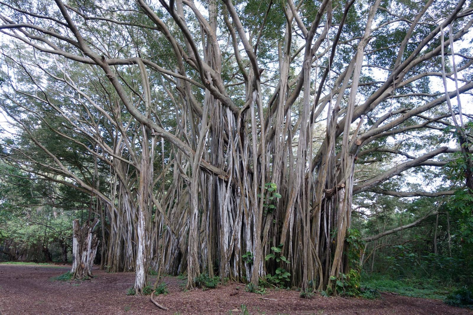 Giant Arbor of old banyan tree by EricGBVD