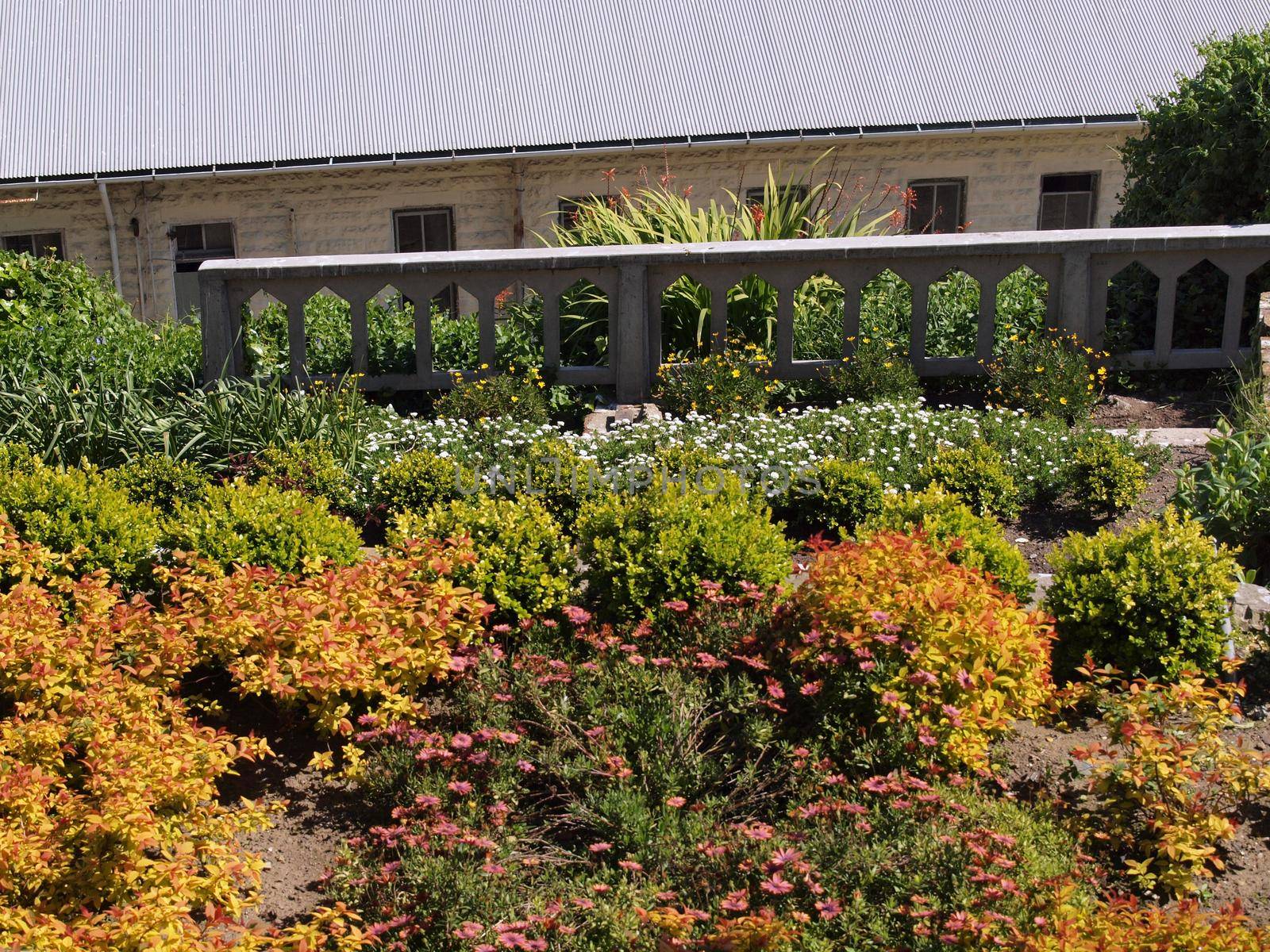 Flower Garden in bloom on Alcatraz Island home of America's most Famous Prison.