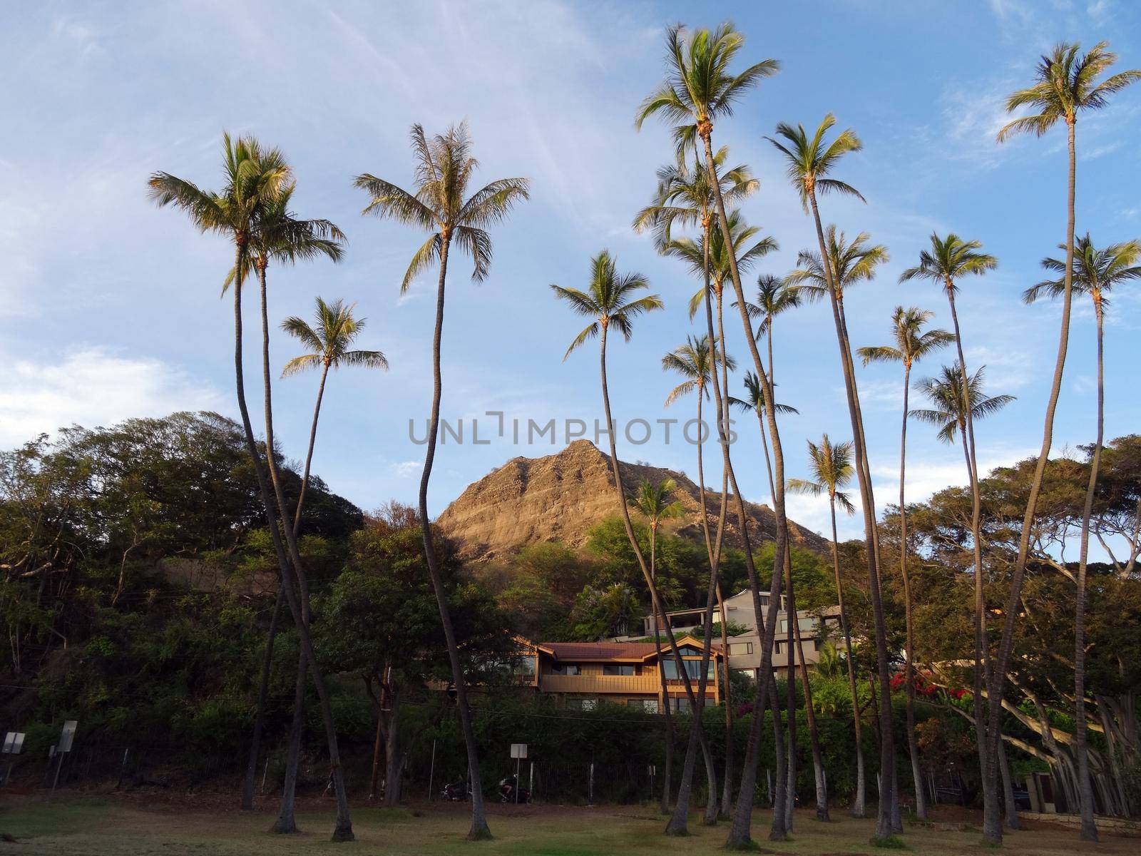 Tall Coconut trees at Leahi Beach Park with Nice homes and iconic Diamond Head Crater in the background by EricGBVD