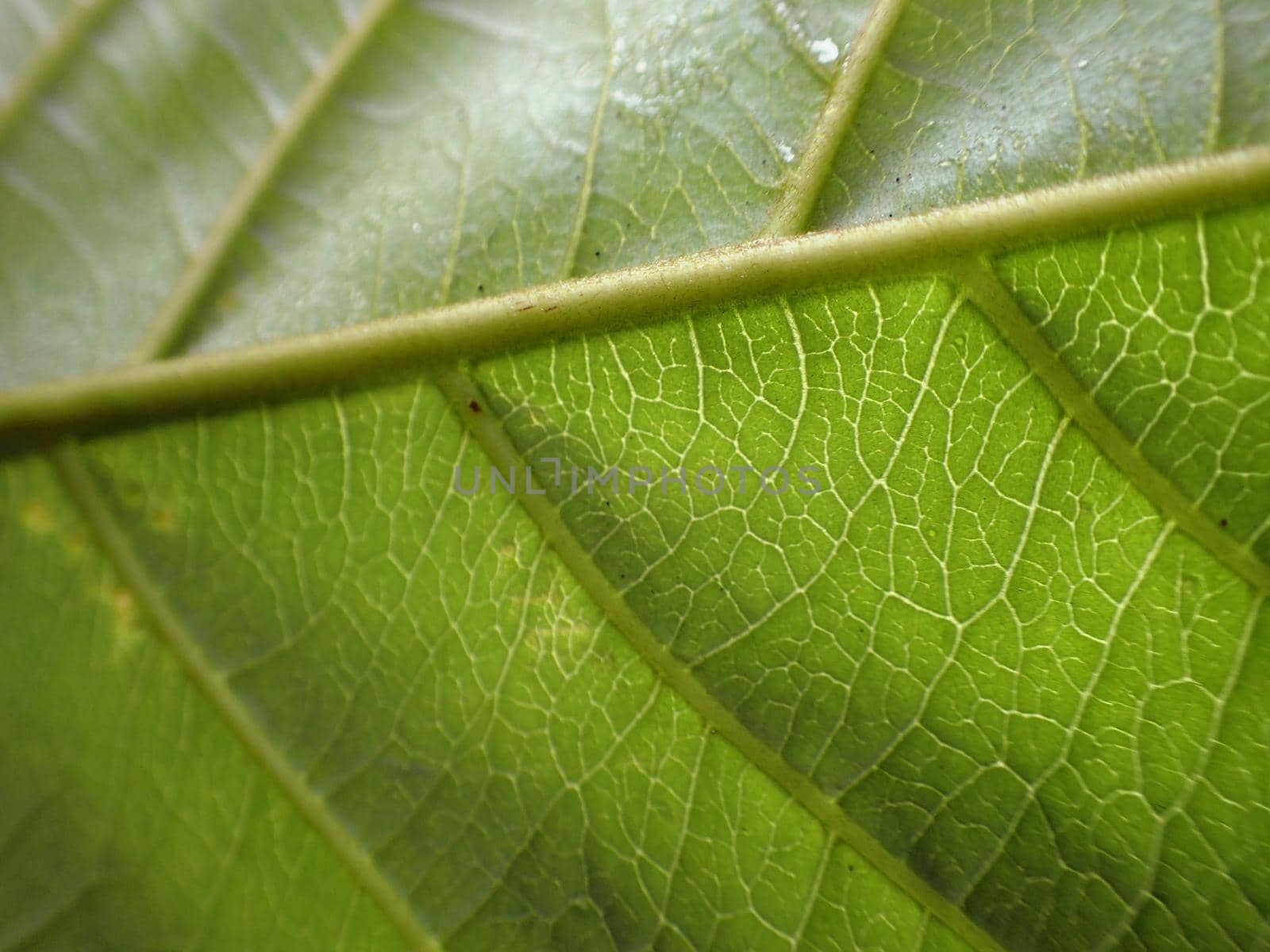 Fresh green leaf texture macro close-up with specks of dirt.