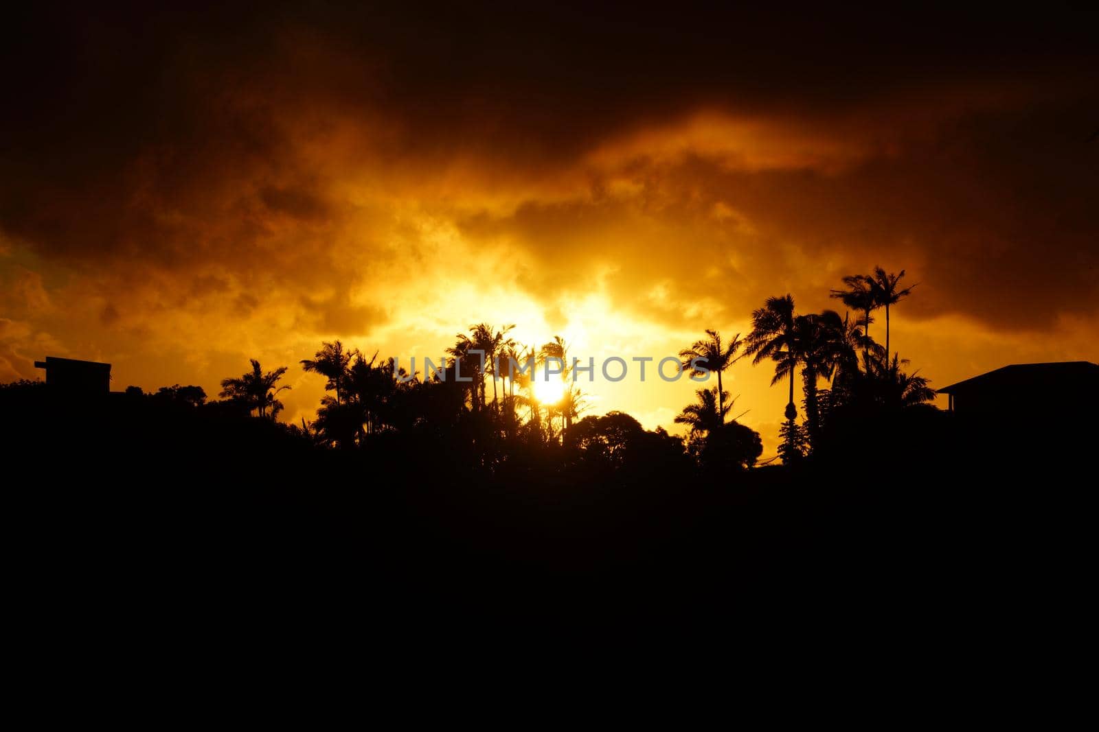 Sunset past tropical silhouette of trees by EricGBVD