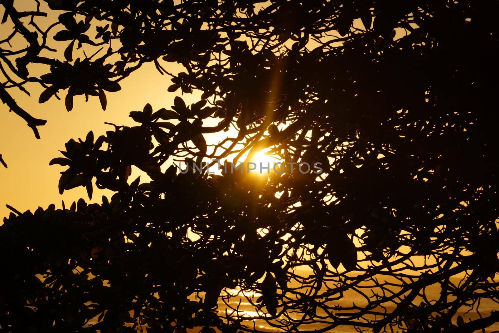 Sunset bursting through the leaves of a tree in the mountains of Oahu, Hawaii.