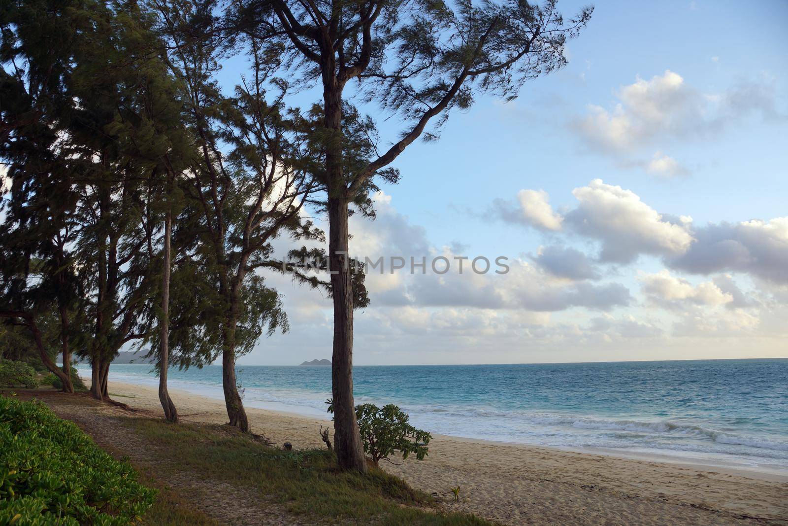 Path With Ironwood trees lined with grasses along the shore.  Gentle waves crash on Waimanalo Beach at day break on Oahu, Hawaii.   