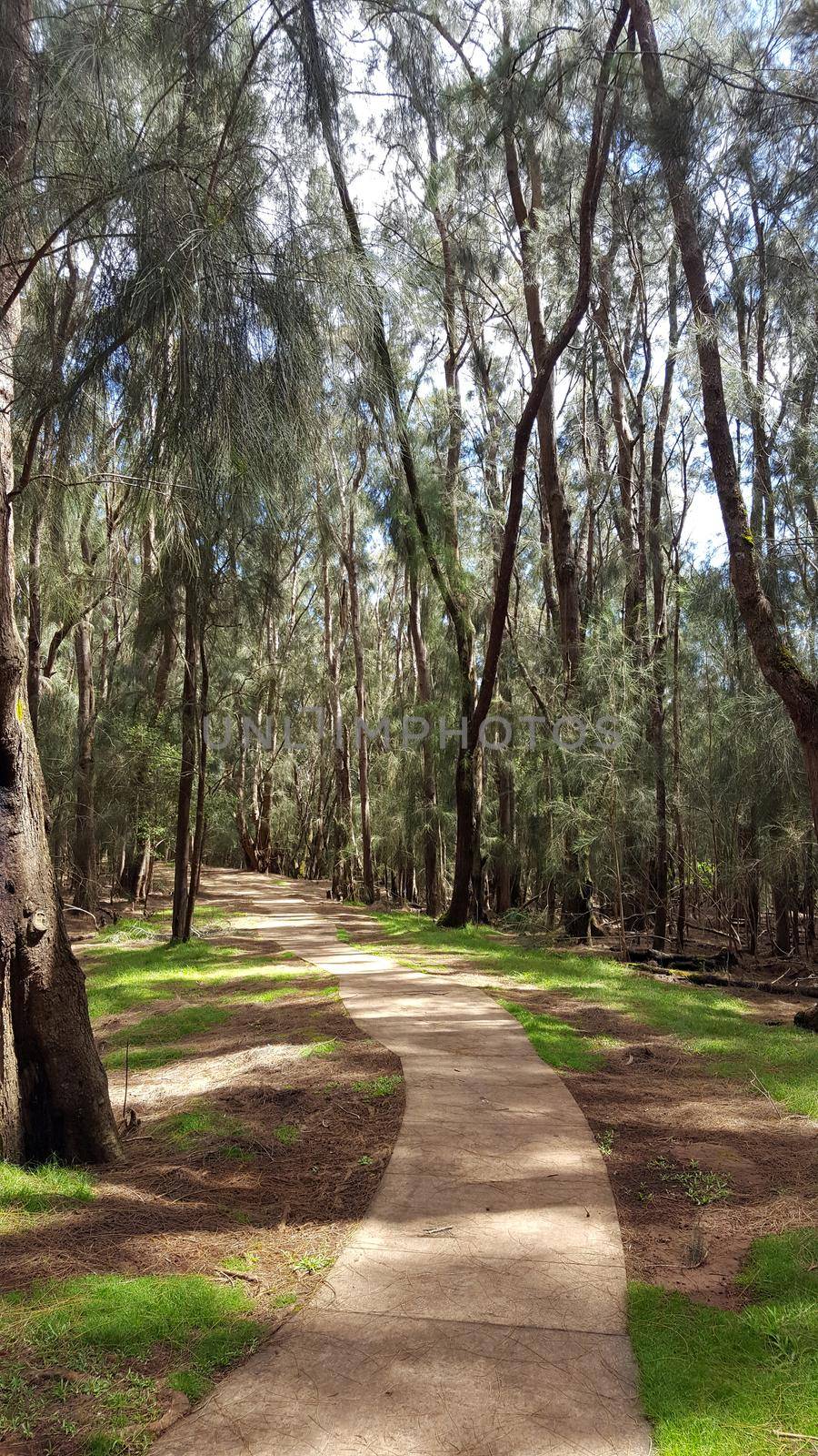 Concrete pathway in forest of ironwood trees by EricGBVD