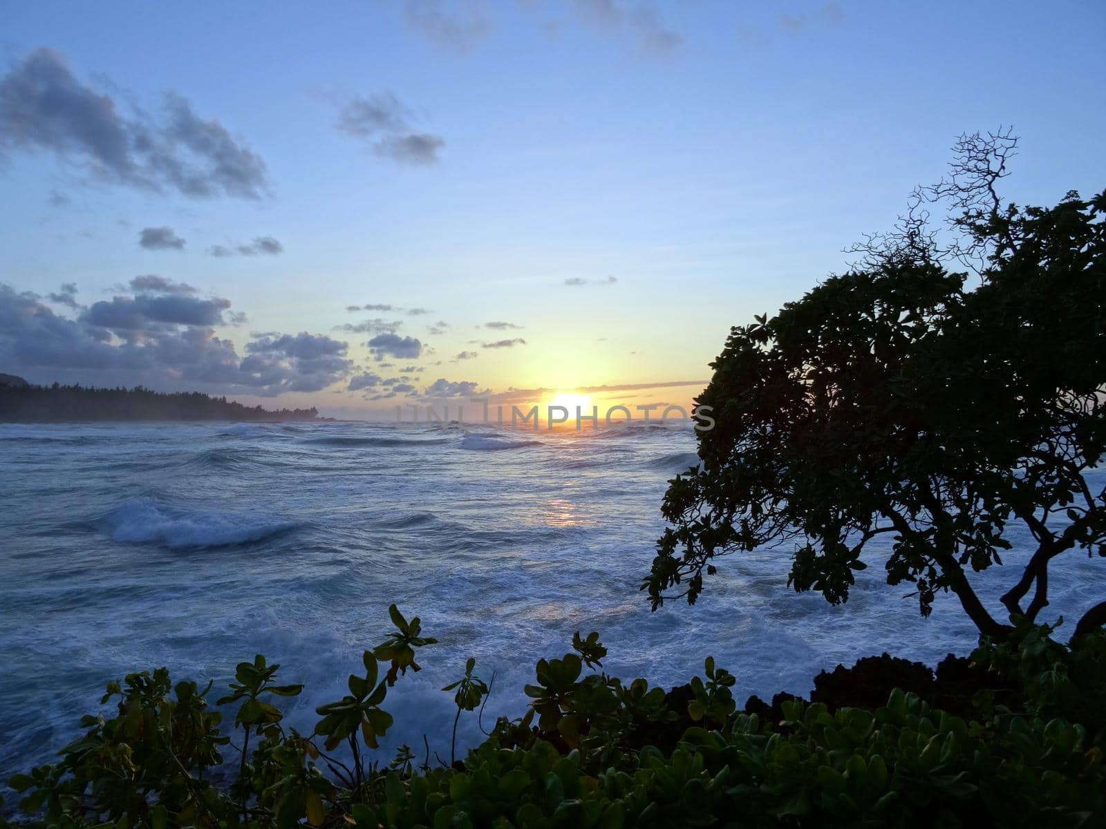 Sunset through the trees over the ocean with waves rolling on the North Shore of Oahu.    