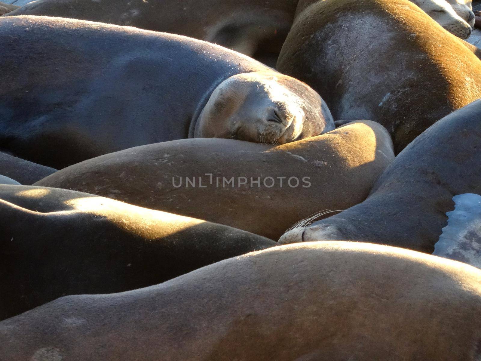 group of Sea Lions rest on top of each others by EricGBVD