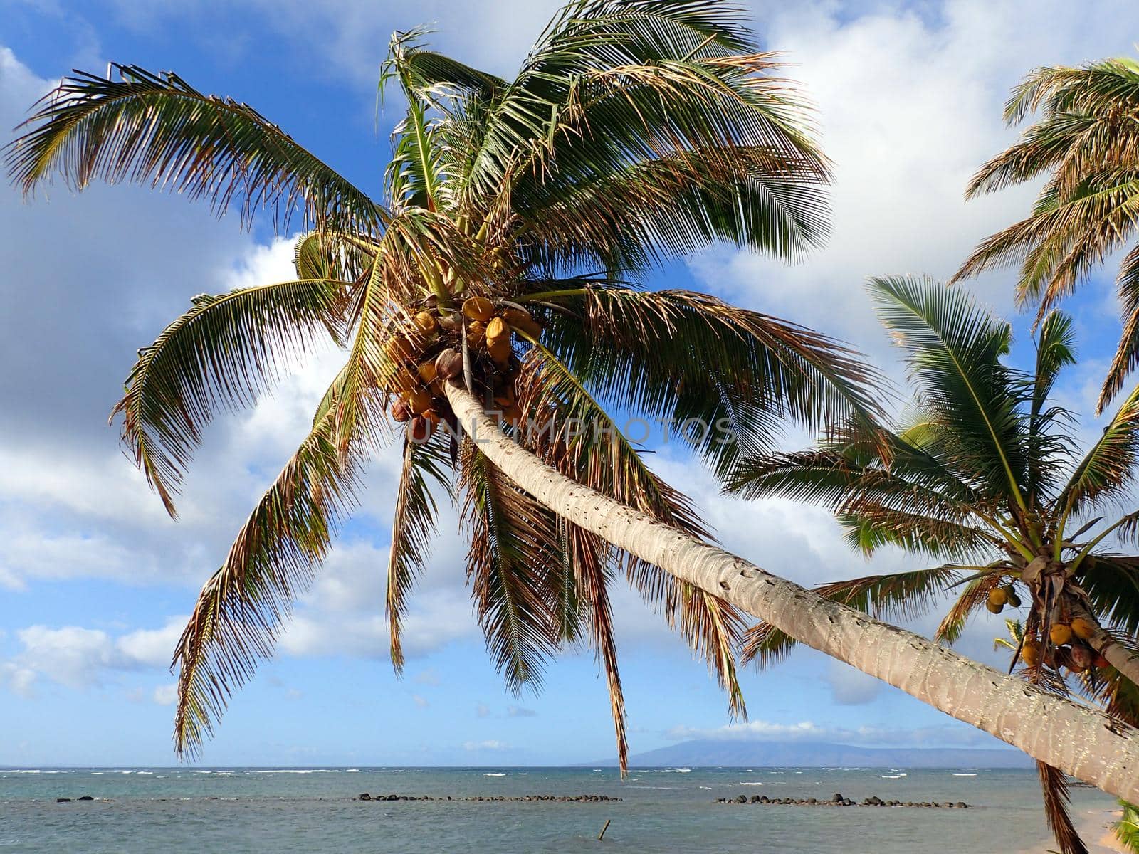 Coconut Tree hangs over Fish Pond with Gentle Waves break off shore and on Lanai visible in the distance in the state of Hawaii.