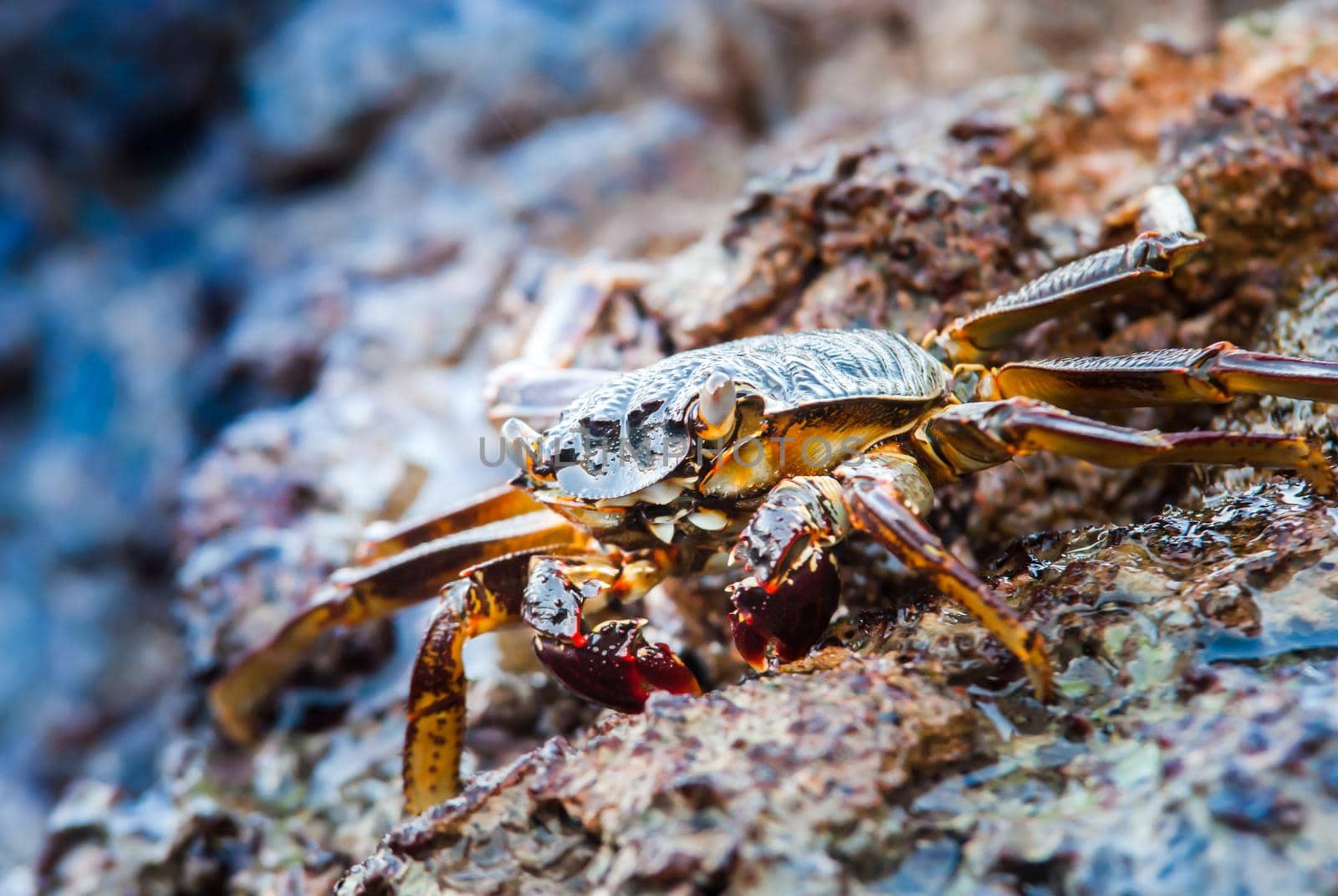 alive crab in the wild standing on the rocks in the sea. High quality photo