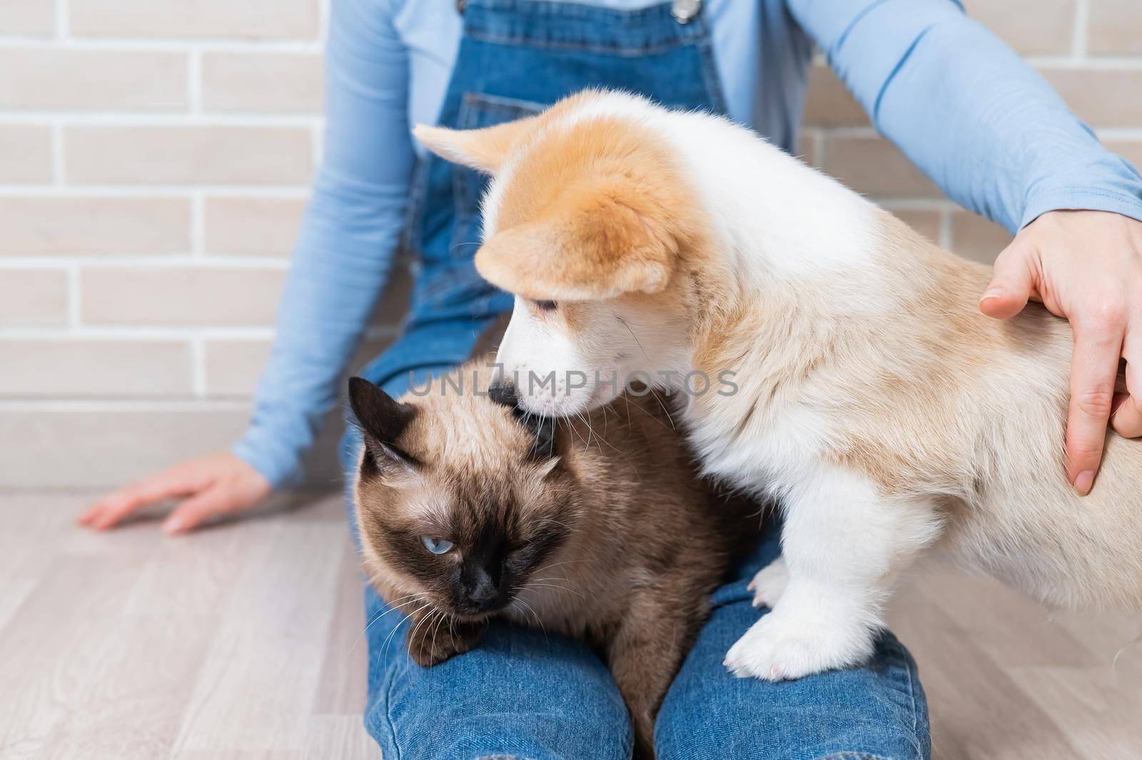 A woman is holding a Thai cat and a Welsh Corgi puppy