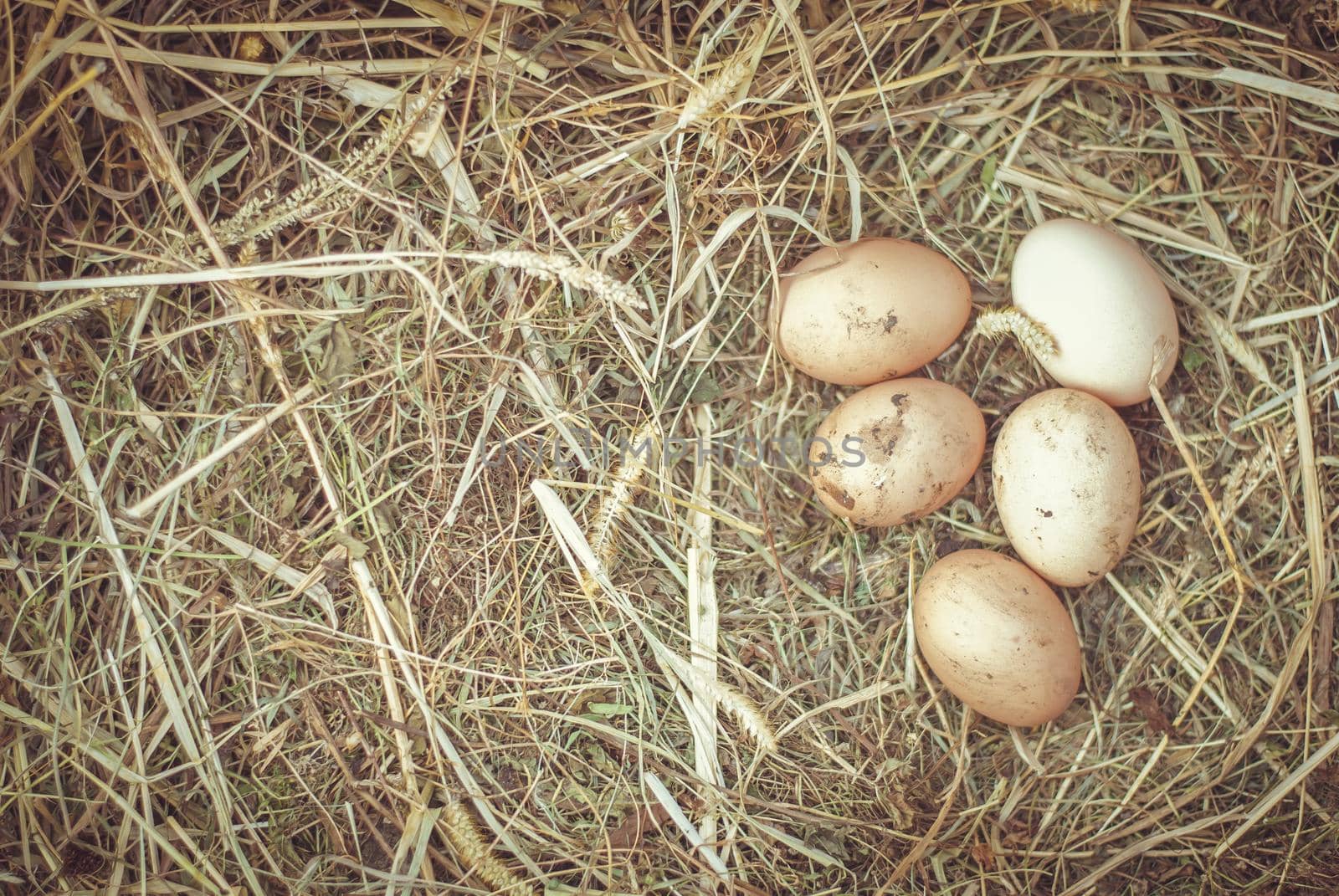 Organic fresh eggs on straw in rustic style