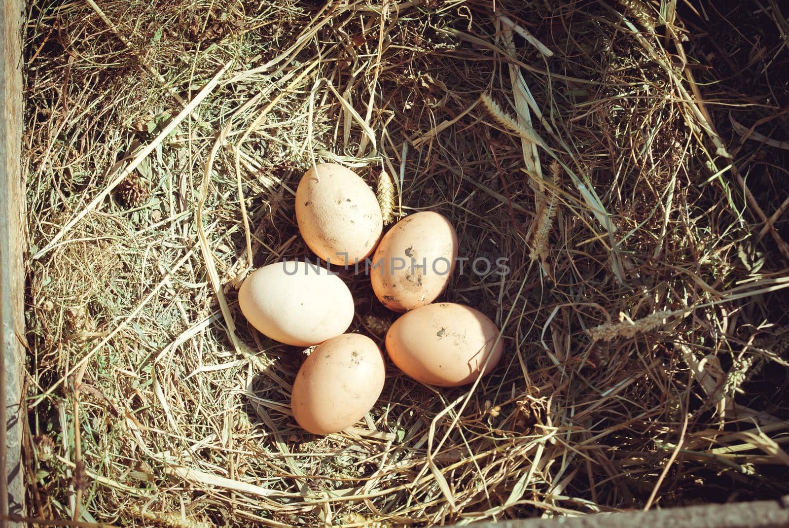 Organic fresh eggs on straw in rustic style