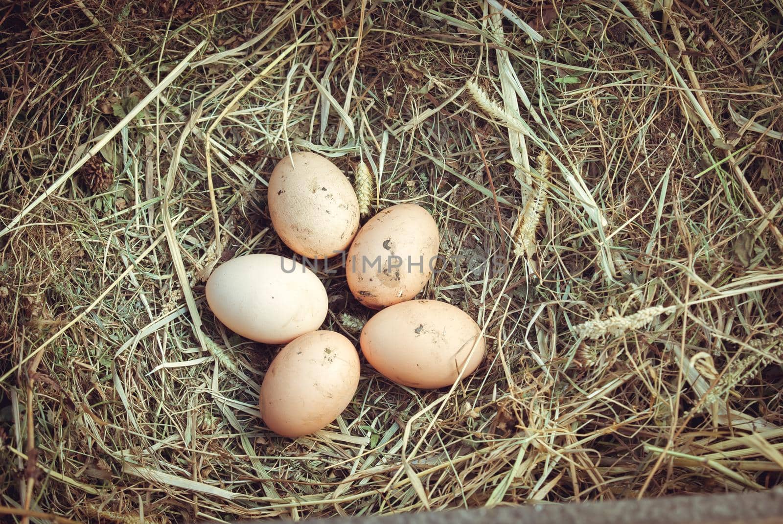 Organic fresh eggs on straw in rustic style