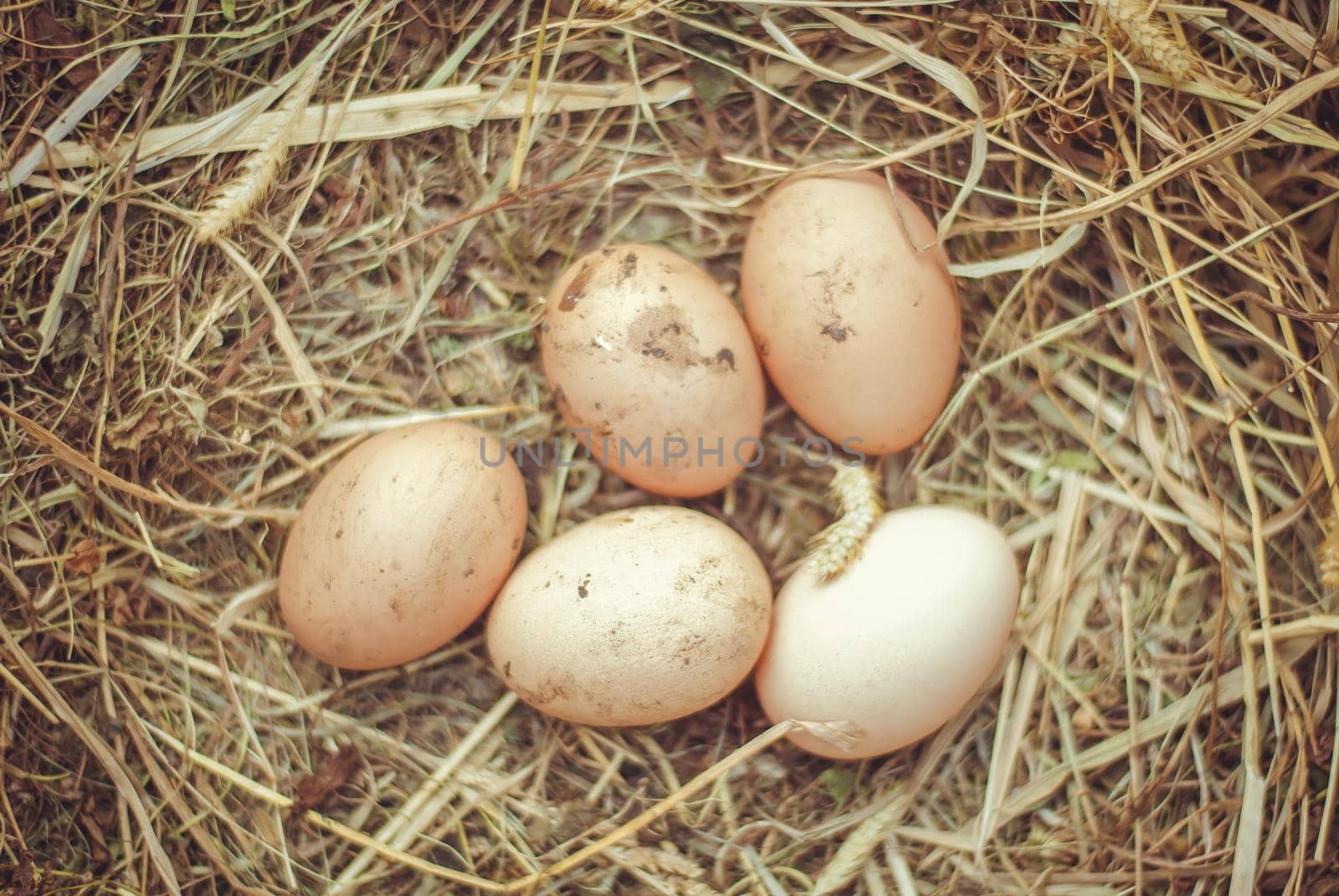 Organic fresh eggs on straw in rustic style