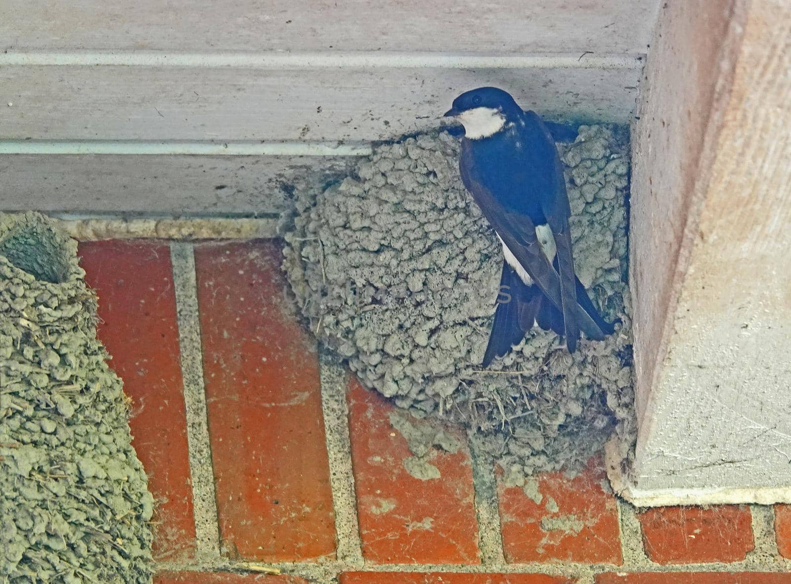 Common house martin (Delichon urbicum) bringing food to its youngsters. It's hanging on a nest.  The nests are constructed by both sexes with mud pellets collected in their beaks