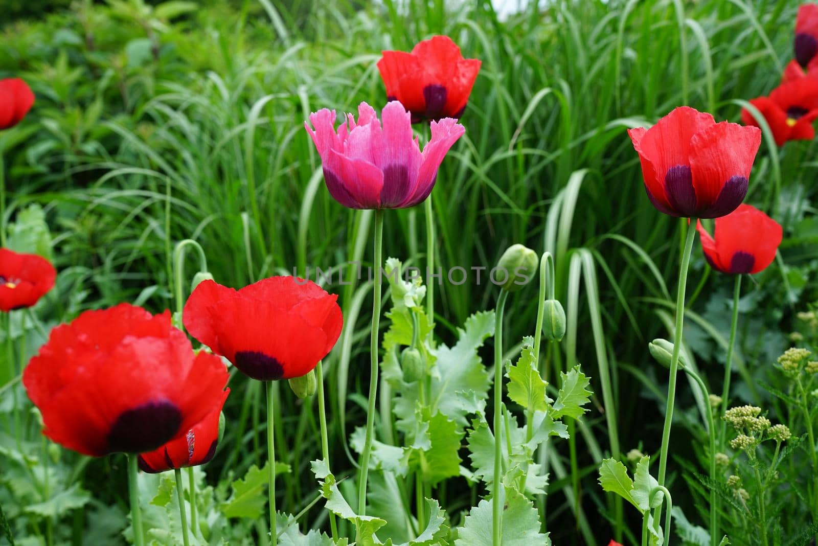 Red and pink Papaver somniferum, Opium poppy or Breadseed poppy flowers. Many varieties do not produce a significant quantity of opium, but they have all edible seeds.