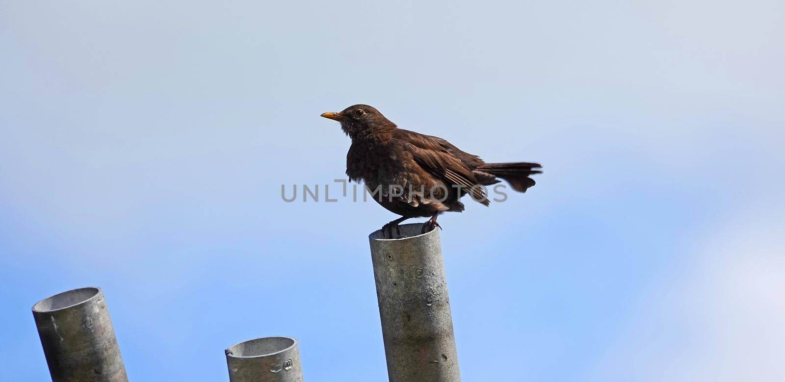 A young blackbird sitting on a pipe by WielandTeixeira