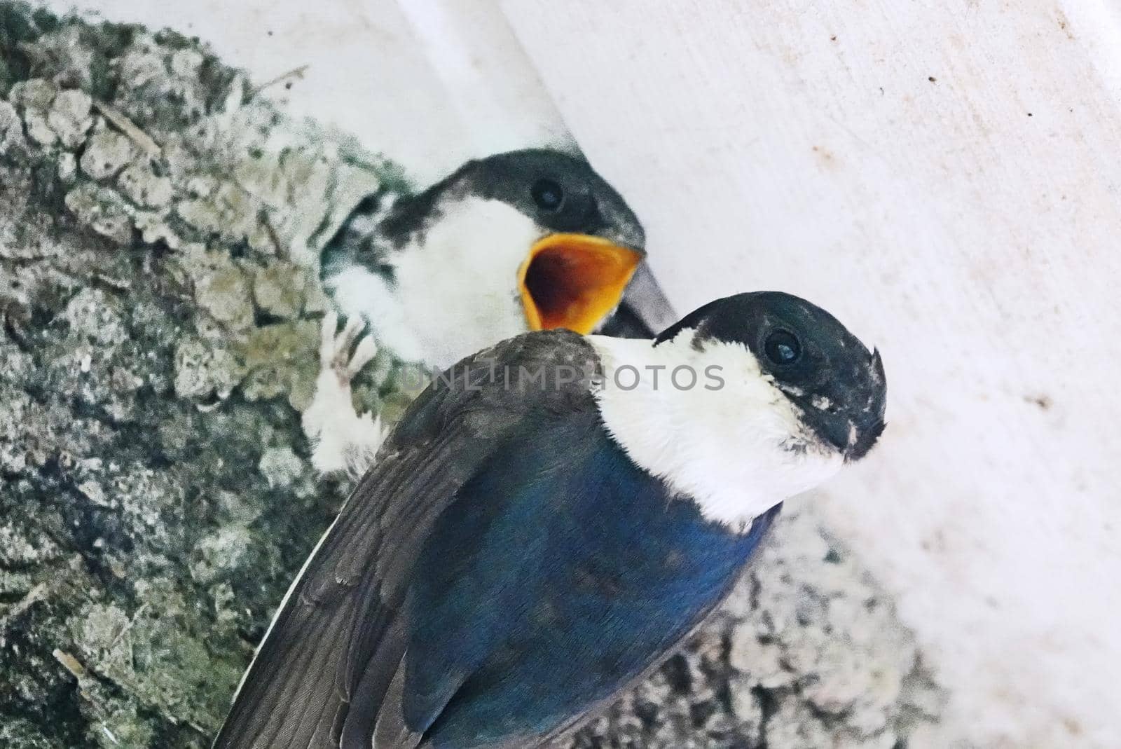 Common house martin (Delichon urbicum) bringing food to its youngsters. It hangs on its nest and looks at the photographer. The young has its beak wide open. The nests are constructed by both sexes with mud pellets collected in their beaks