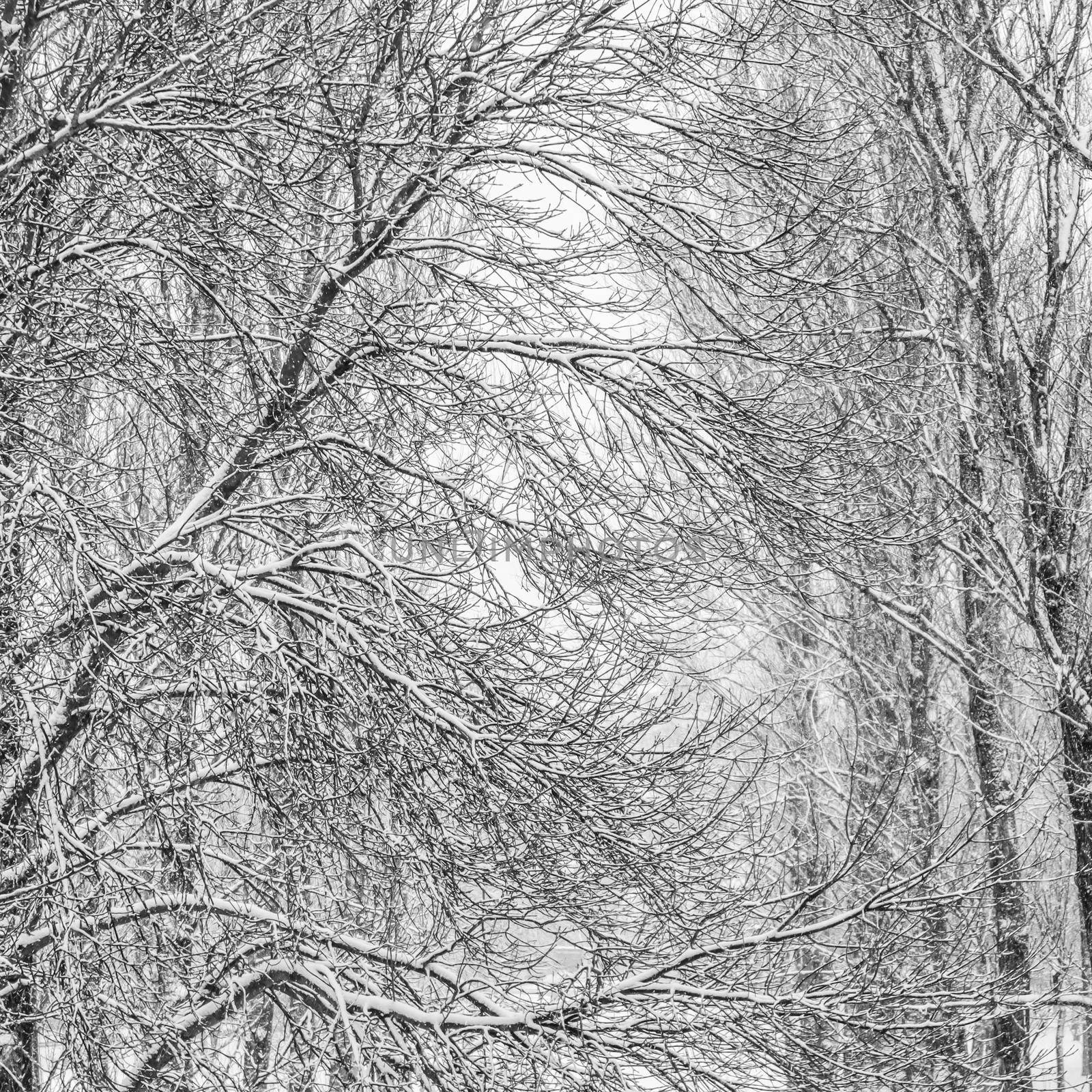 Snowing landscape, winter holiday concept - Fairytale fluffy snow-covered trees branches, nature scenery with white snow and cold weather. Snowfall in winter park. Soft focus