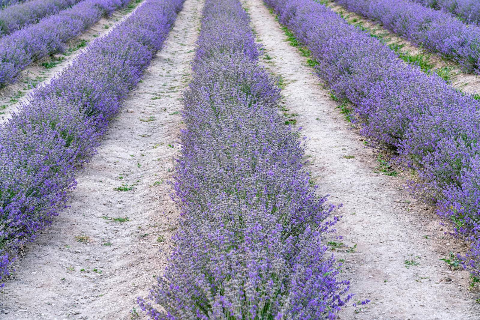 bushes of flowering lavender with a blur. close-up. as a background. High quality photo