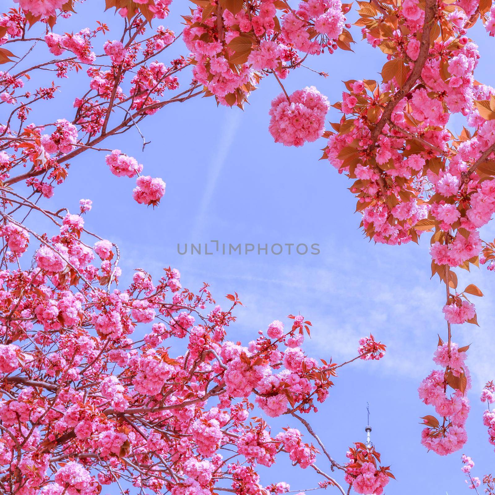 Beautiful sakura or cherry trees with pink flowers in spring against blue sky