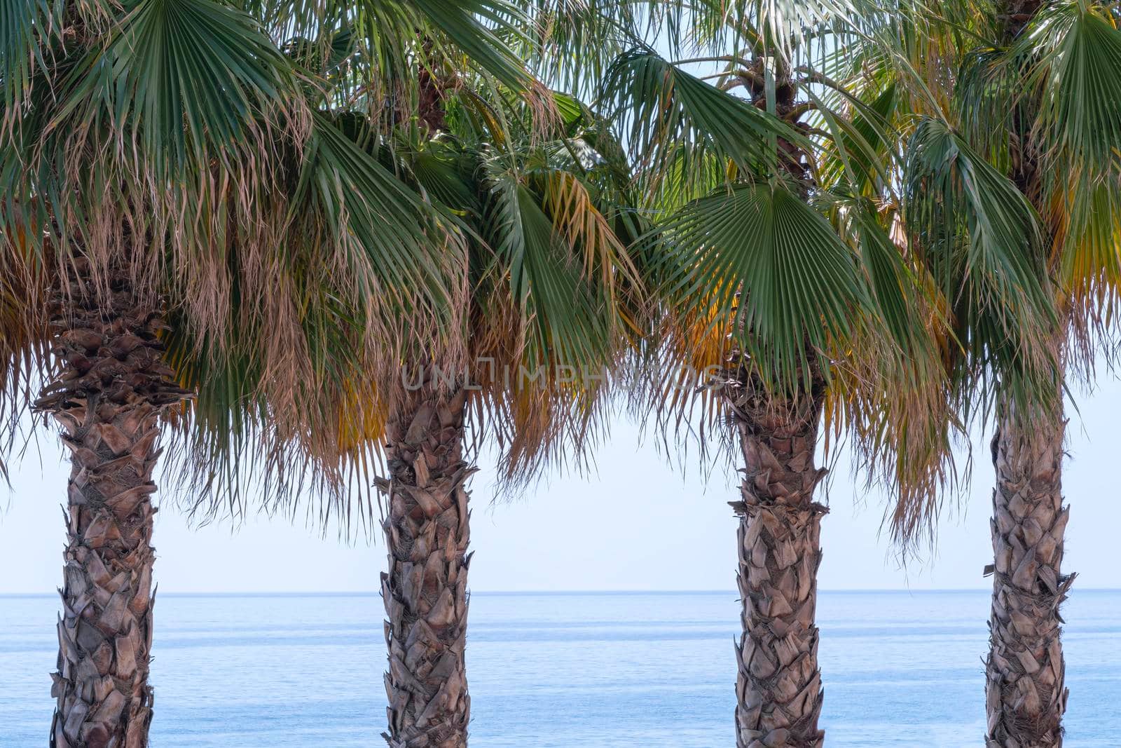 palm trees on the background of the sea and the blue sky. High quality photo