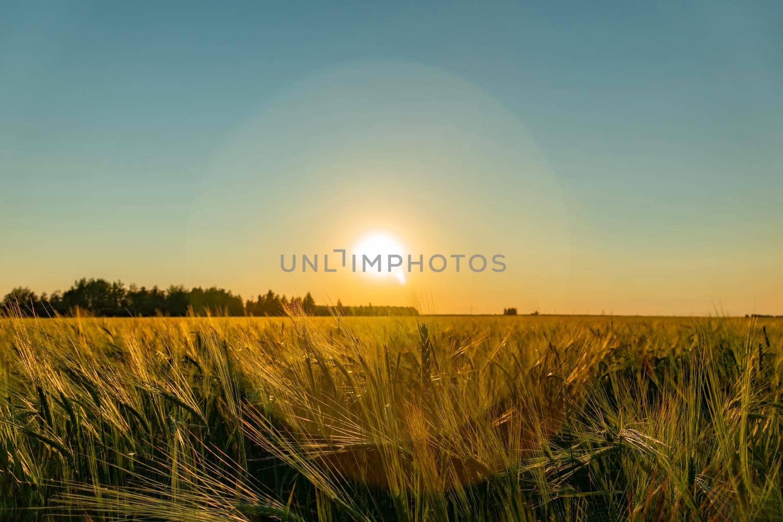 A walk through a field or meadow in the evening sun at sunset. Calmness, contemplation and peace when walking in the quiet early morning at dawn with the sun's rays.The ears of grain crops are waving