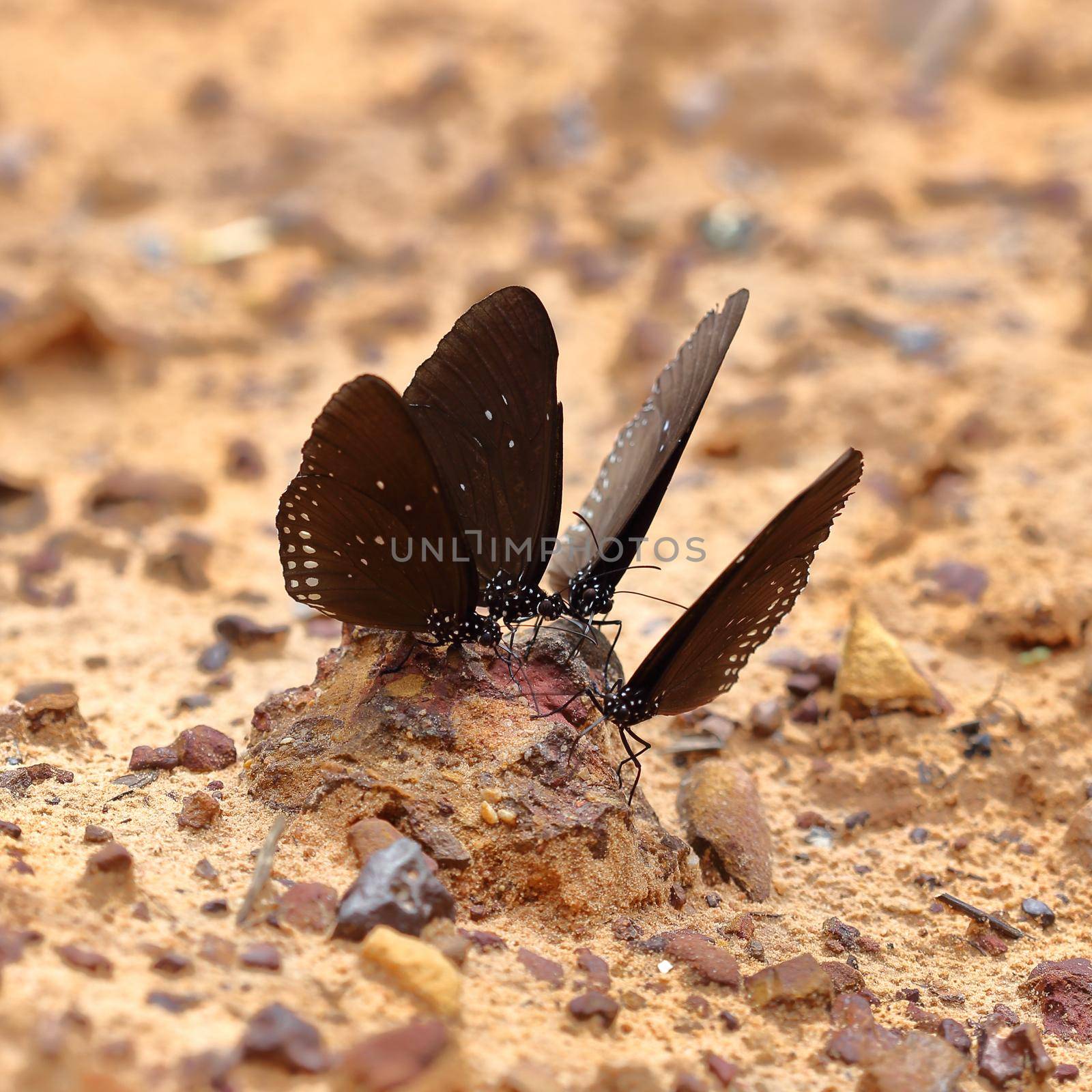 Common Indian Crow butterfly (Euploea core Lucus) on the ground