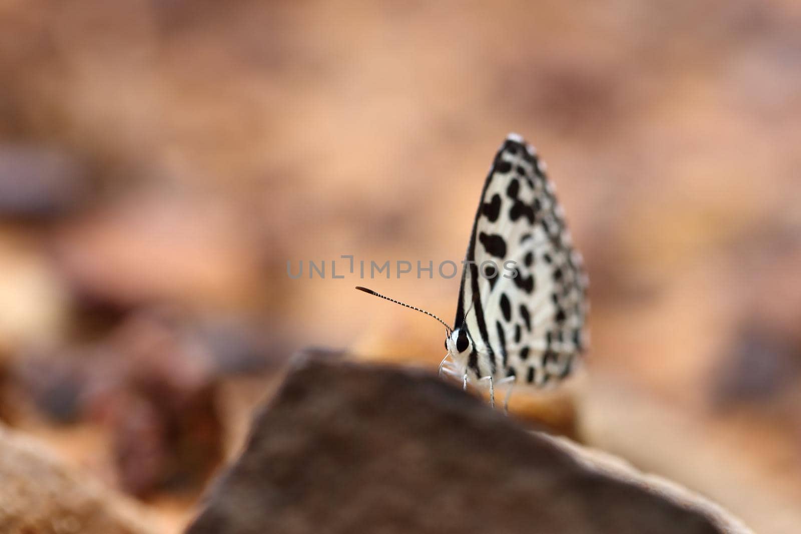 Common Pierrot (Castalius rosimon) butterfly by geargodz