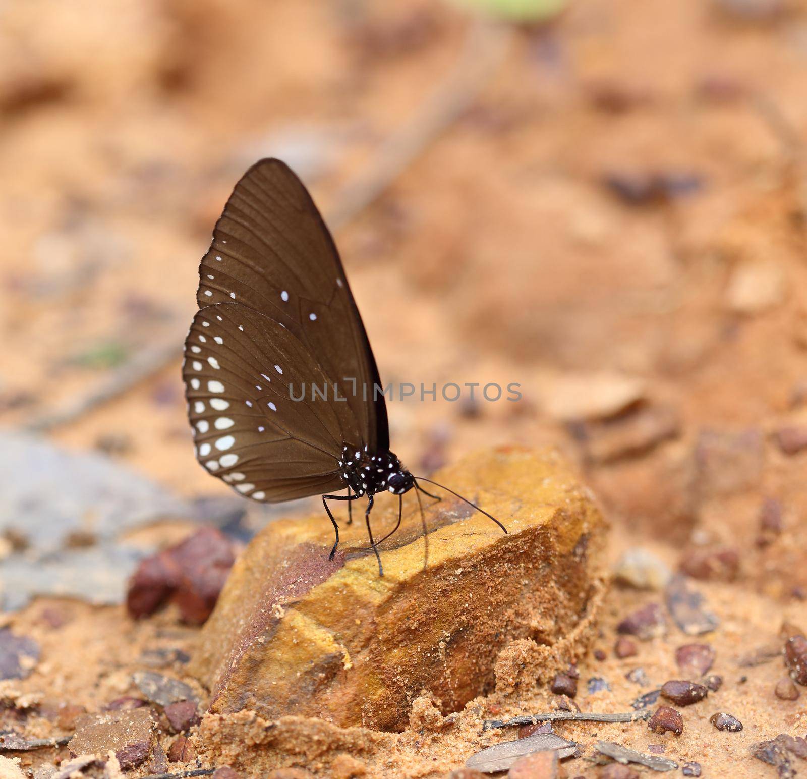 Common Indian Crow butterfly (Euploea core Lucus) by geargodz