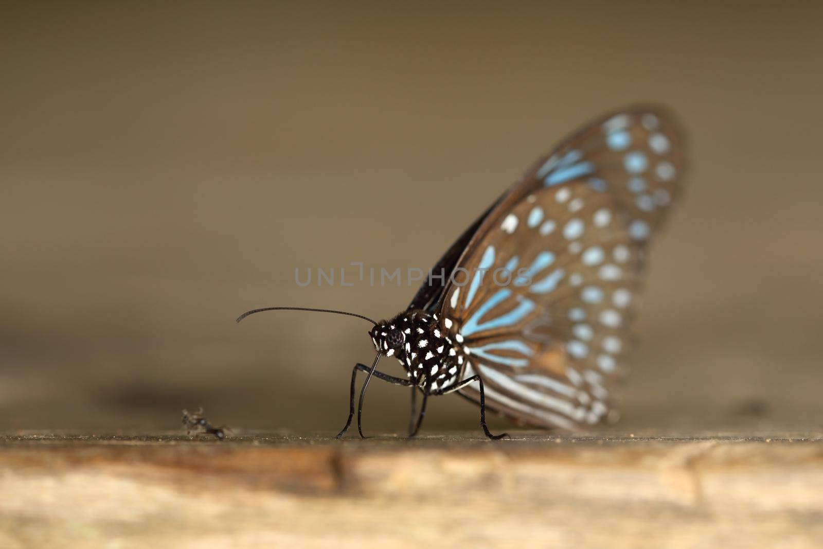 Dark Blue Tiger (Tirumala septentrionis) on wood