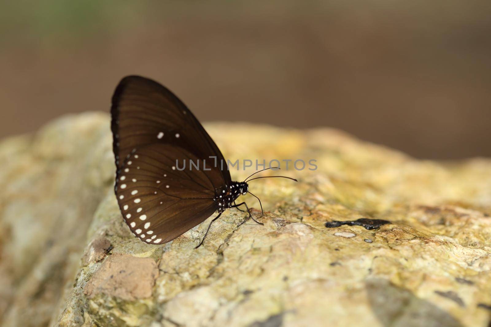 Common Indian Crow butterfly (Euploea core Lucus) by geargodz