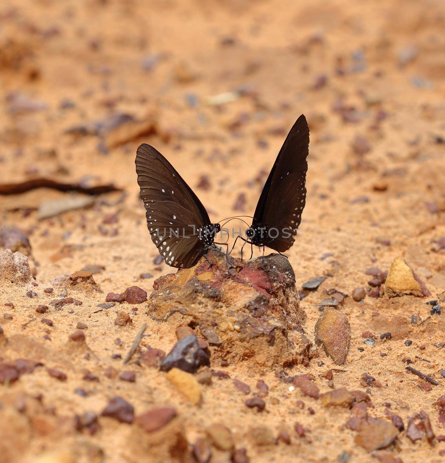 Common Indian Crow butterfly (Euploea core Lucus) by geargodz