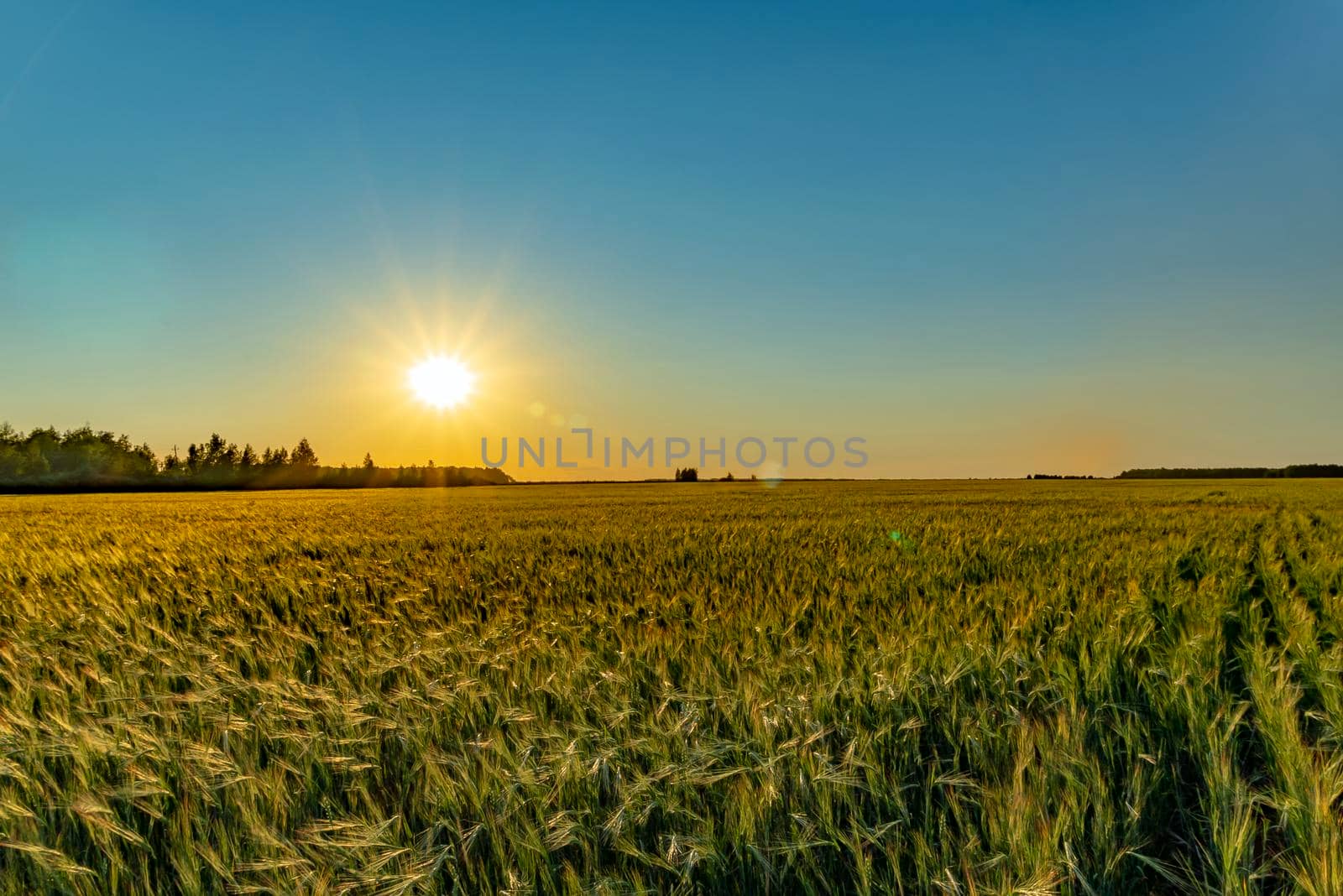 A walk through a field or meadow in the evening sun at sunset. Calmness, contemplation and peace when walking in the quiet early morning at dawn with the sun's rays.The ears of grain crops are waving