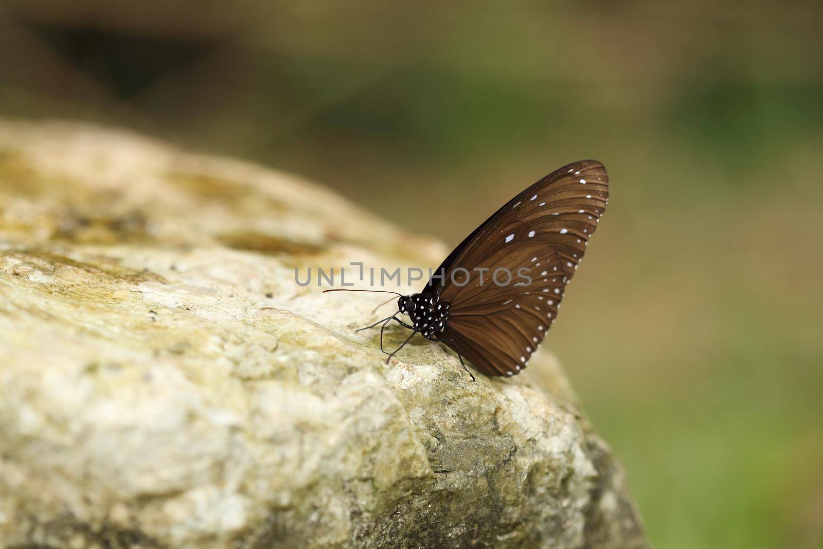 Common Indian Crow butterfly (Euploea core Lucus) on the stone