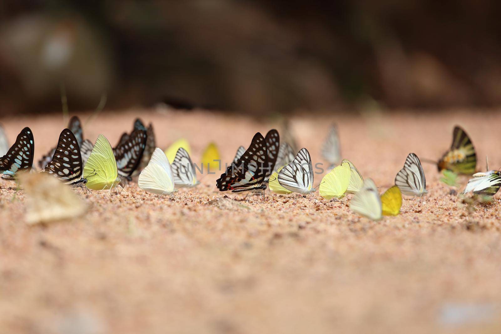 Group of  butterfly on the ground (Common Jay, Graphium antiphates itamputi (Butler),  Small Grass Yellow, Striped Albatross) 