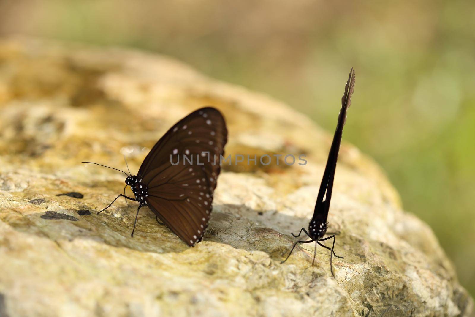 Common Indian Crow butterfly (Euploea core Lucus) on the stone