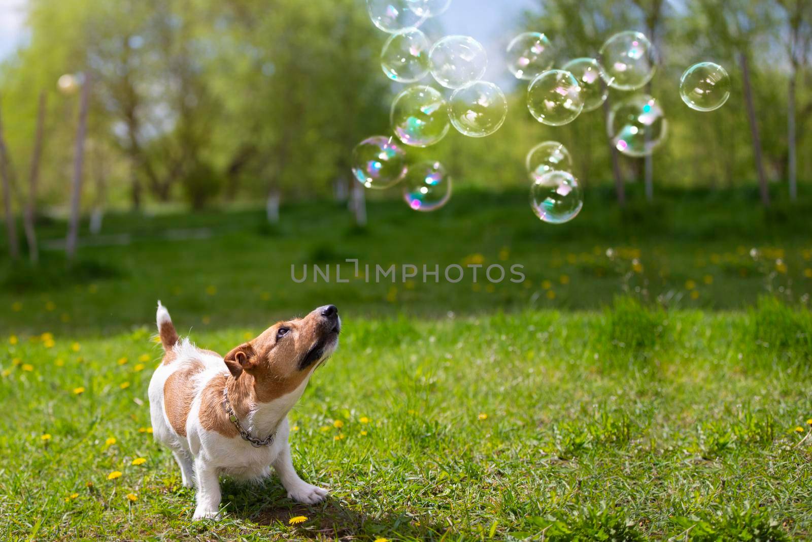 Dog breed jack russell looks at soap bubbles on green grass. Beautiful dog in nature.