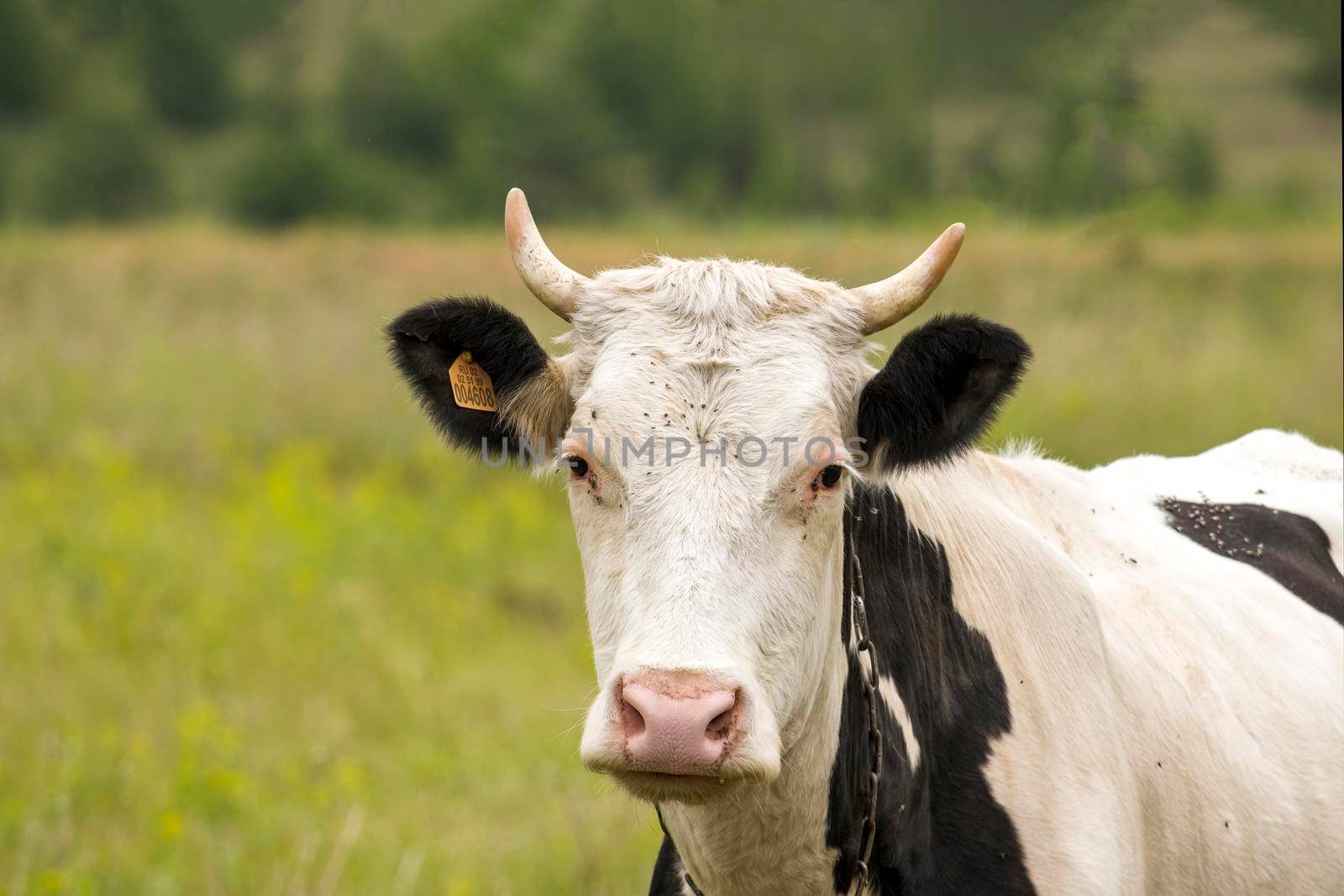 White cow in pasture against backdrop of forest. by Essffes