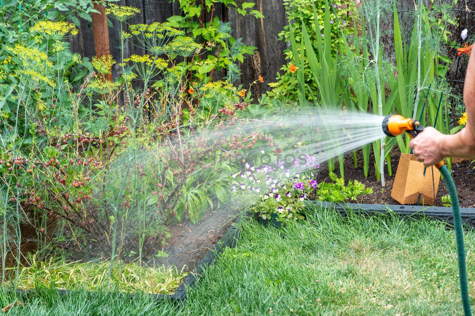 Watering gooseberries from a soft water hose with a sprinkler